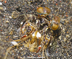 found in Lembeh; D200 by Thomas Lueken 